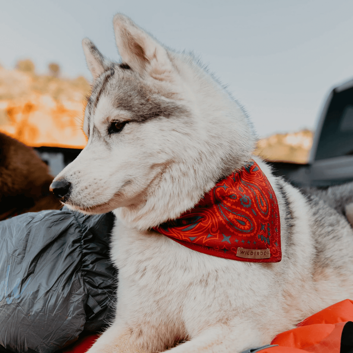 Wilderdog Cooling Bandana for Dogs On Trails Hazy Days | Sackett Ranch