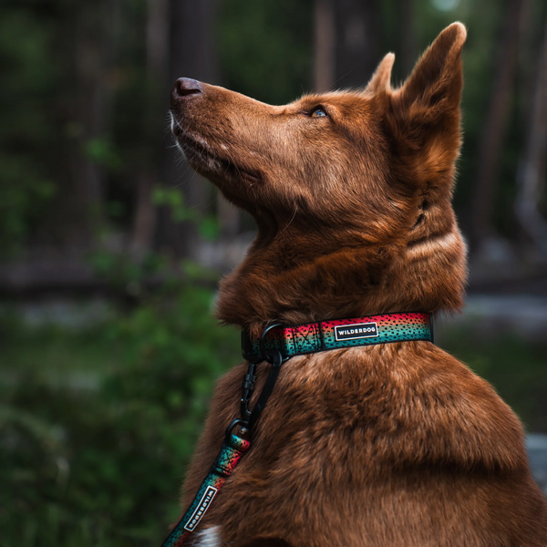 Trout Ultralight Leash