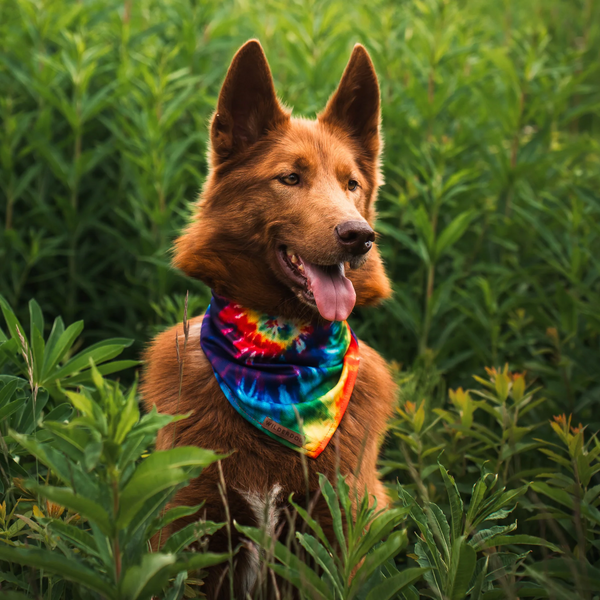 Tiedye Cooling Bandana