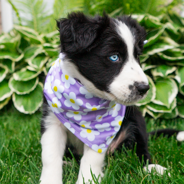 Daisy Cooling Bandana