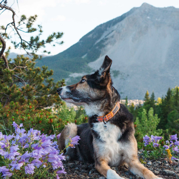 Sienna Ultralight Collar