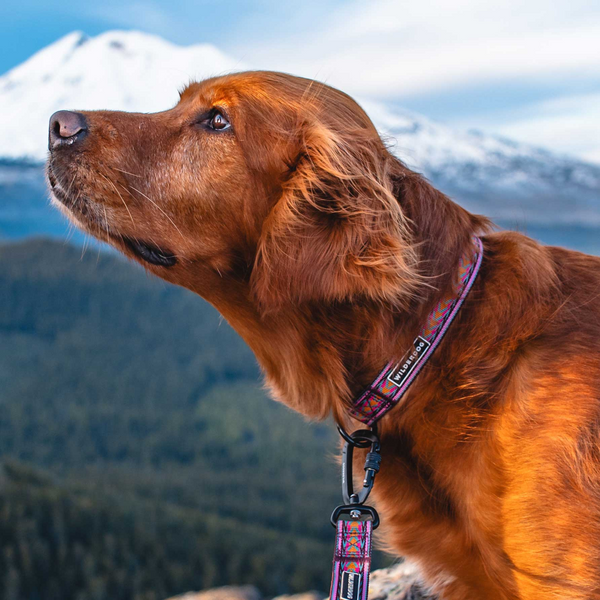 Daybreak Ultralight Collar