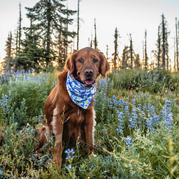 Daisy Cooling Bandana