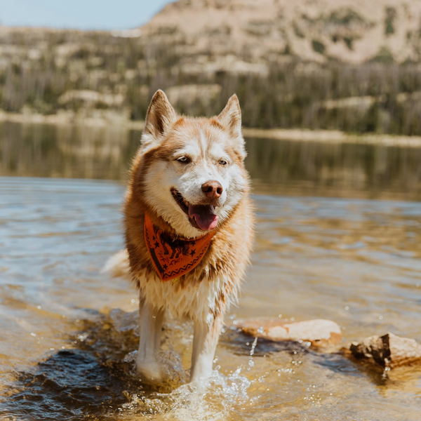 Cowpoke Cooling Bandana