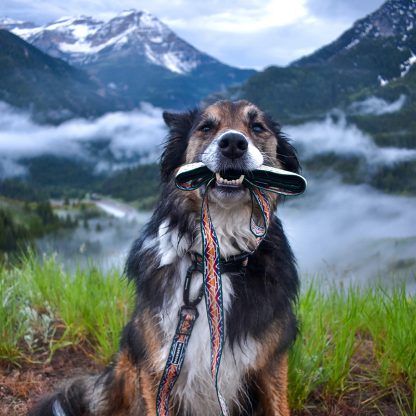 Rainbow Ultralight Leash