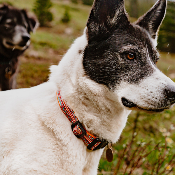 Sienna Ultralight Collar