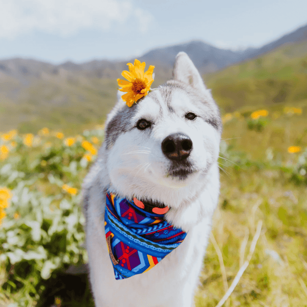 Big Sky Cooling Bandana