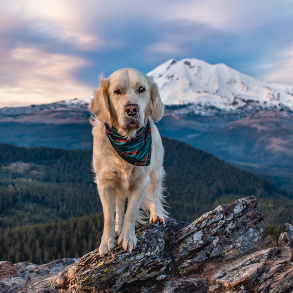 Olive Cooling Bandana