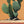 Lone Cacti #3 of 3 - Prickly Pear