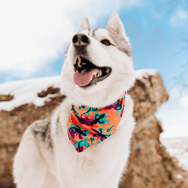 The Lizards Cooling Bandana