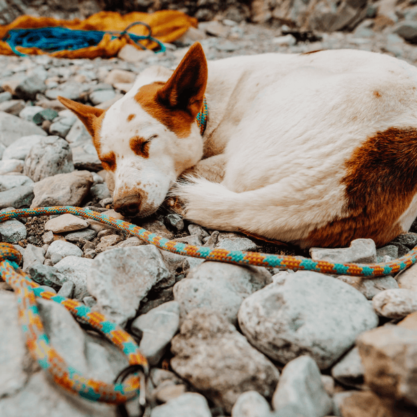 Aprés Rope Leash