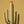 Lone Cacti Series #1 of 3 - Saguaro