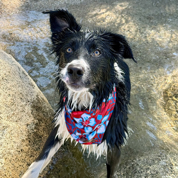 Aloha Cooling Bandana